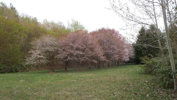 途中で桜が植えられた広場を通過しました